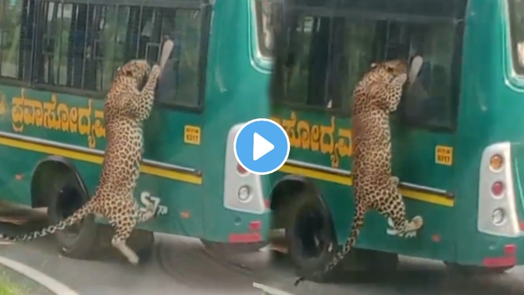 Leopard Tries To Enter A Tourist Bus Through The Window At Bannerghatta