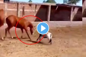 Horse and Goat fight animal video shocking video goes viral on social media