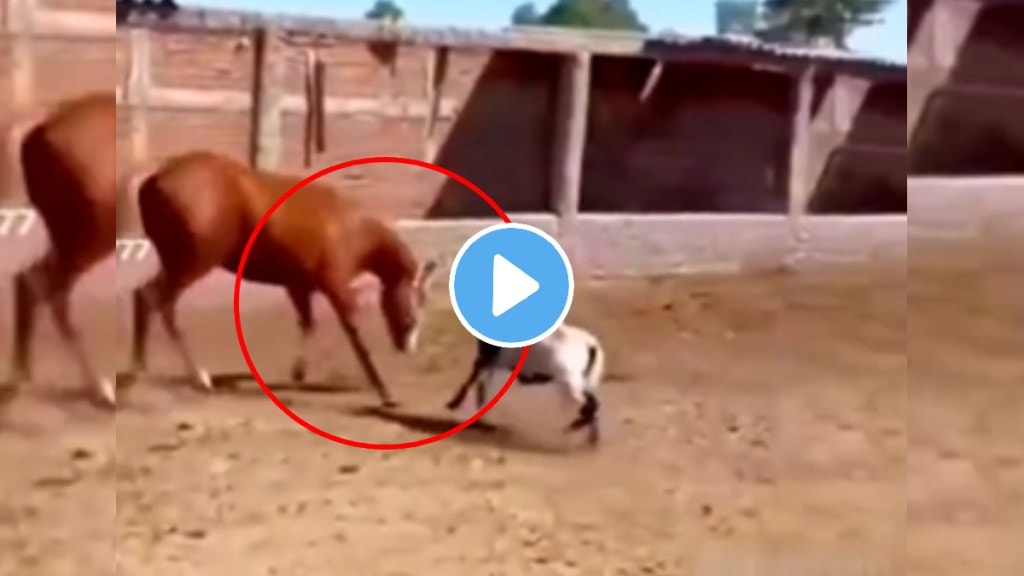 Horse and Goat fight animal video shocking video goes viral on social media