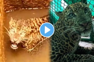 Leopard falling in well in Ratnagiri lanja rescue funny video goes viral on social media