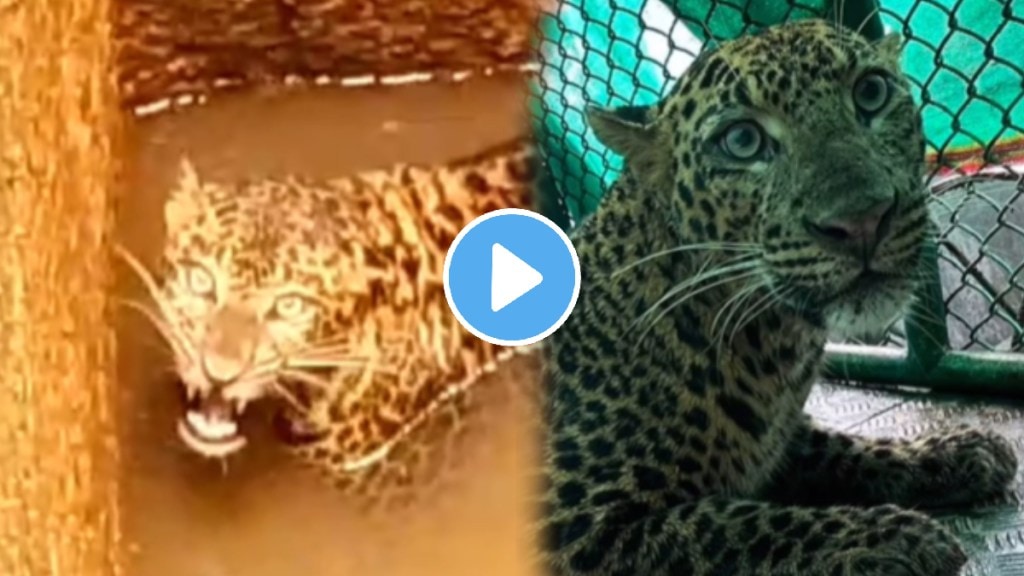 Leopard falling in well in Ratnagiri lanja rescue funny video goes viral on social media