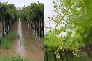 sangli grape farms damaged