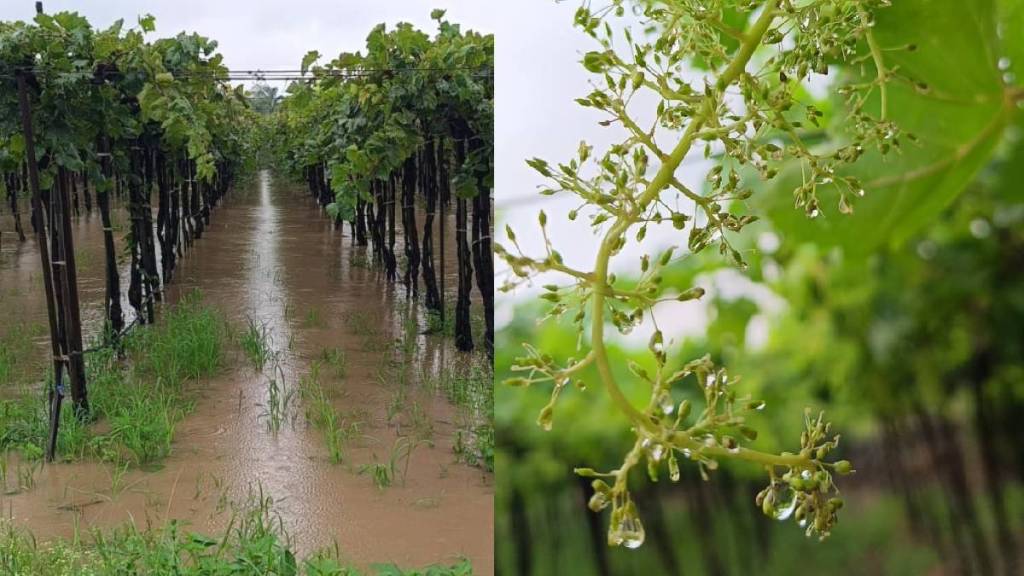 sangli grape farms damaged