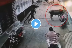 Boy teasing cow then cow get angry and revenge from boy shocking video goes viral