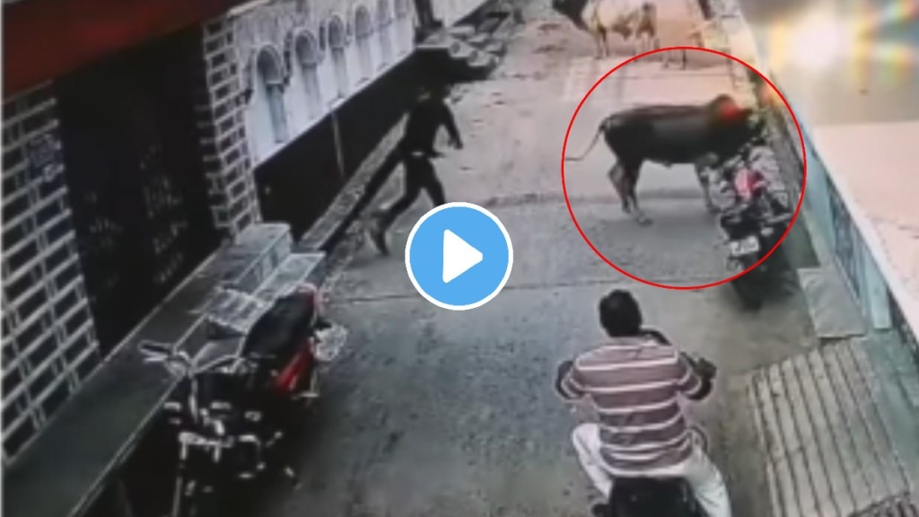 Boy teasing cow then cow get angry and revenge from boy shocking video goes viral