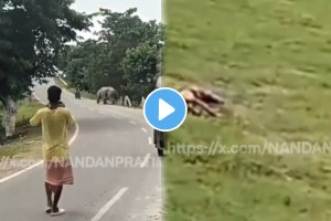 Shocking video On Camera, Biker Chased And Mauled To Death By Rhino In Assam