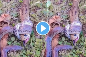 King Cobra Fights With Python Lets See Who Will Win In The Game Of Death Animal wildlife Video