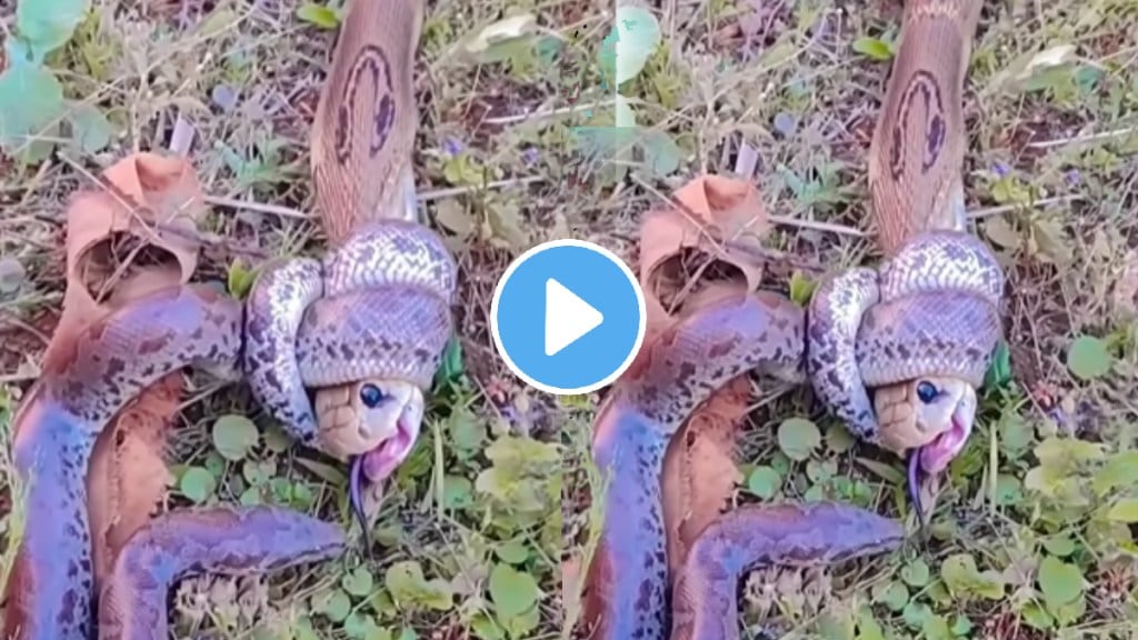 King Cobra Fights With Python Lets See Who Will Win In The Game Of Death Animal wildlife Video