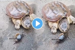 Crab fight with tortoise shocking ending video viral on social media