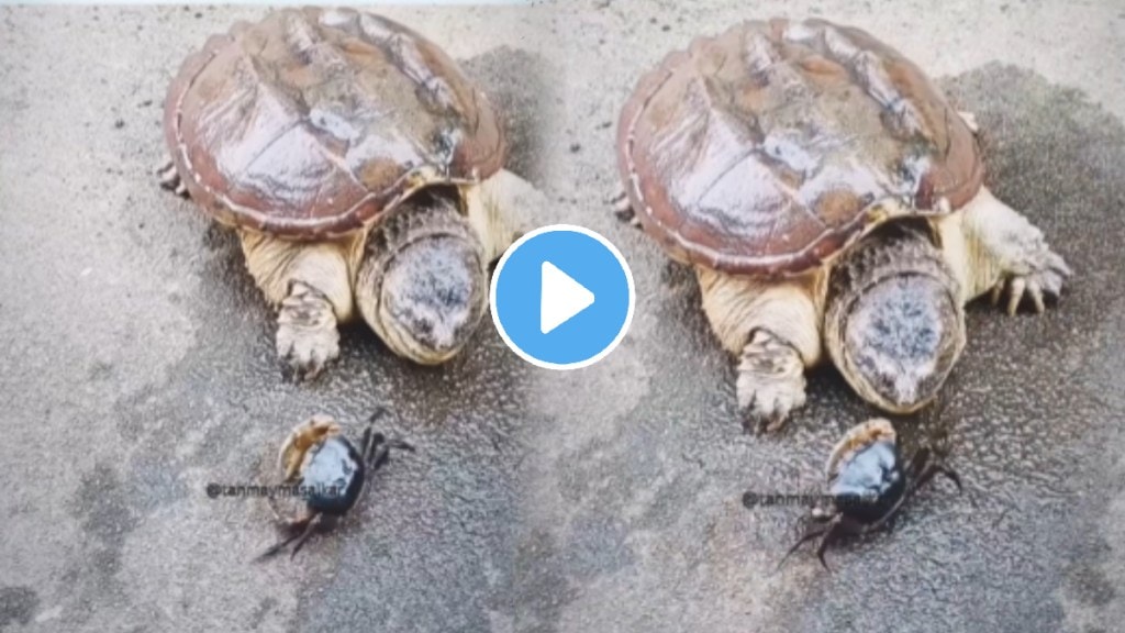 Crab fight with tortoise shocking ending video viral on social media