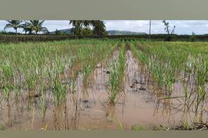 due to heavy rain in uran farmer losing their crops