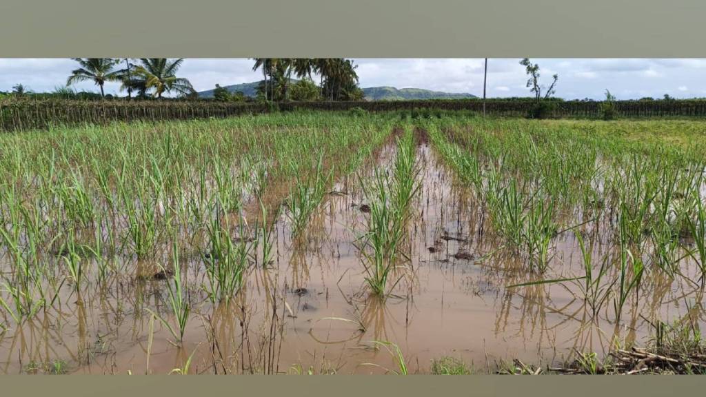 Midnight rain damaged crops recording 71.5 mm in Miraj and Malgaon in two hours