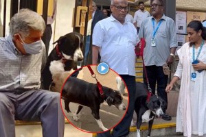 Ratan Tata Pet Dog came to pay him last tribute