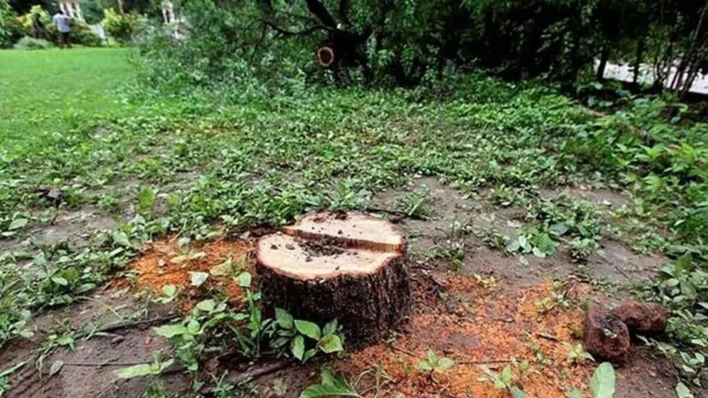 Sandalwood theft in a society on Law College Road