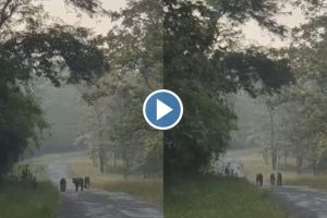 Morning walk of tiger family in Pench tiger project video goes viral