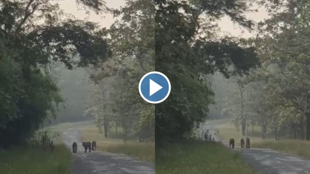 Morning walk of tiger family in Pench tiger project video goes viral