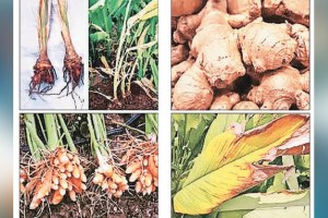 Loksatta lokshivar Decline in production due to root rot of ginger and turmeric crops