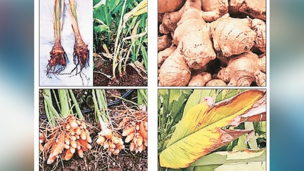 Loksatta lokshivar Decline in production due to root rot of ginger and turmeric crops