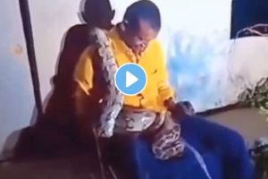 Video : A big python crawled over a drunk man