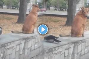 Viral Video Of Crow And Dog