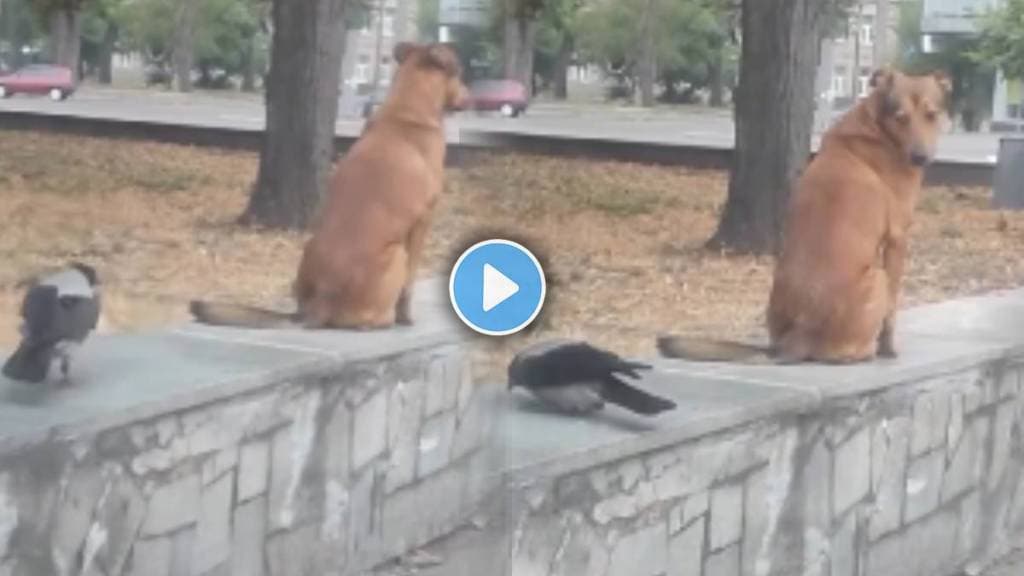 Viral Video Of Crow And Dog