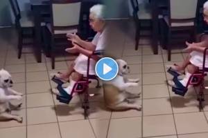 Viral Video Of Pet Dog and Grandma