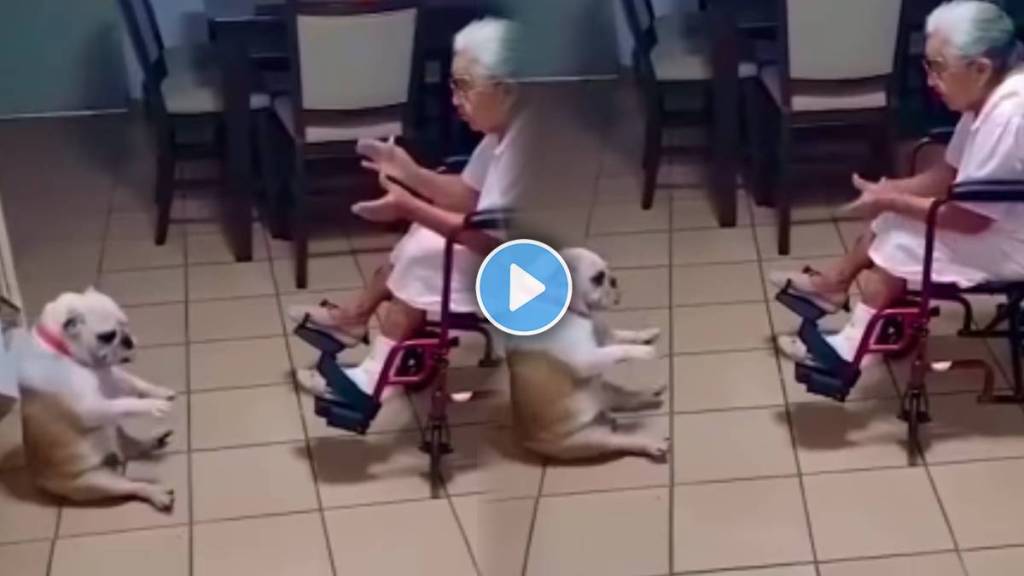 Viral Video Of Pet Dog and Grandma