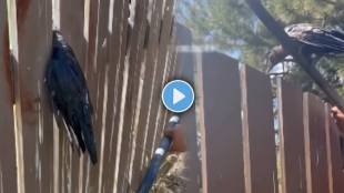 Viral Video Shows A person helped a crow stuck in the crack