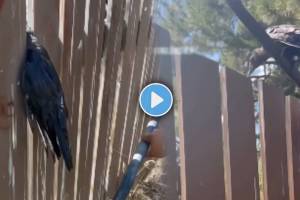 Viral Video Shows A person helped a crow stuck in the crack