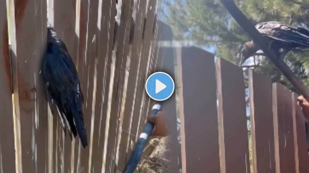 Viral Video Shows A person helped a crow stuck in the crack