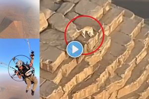 Watch Paraglider captures dog chasing birds on top of the Great Pyramid of Giza