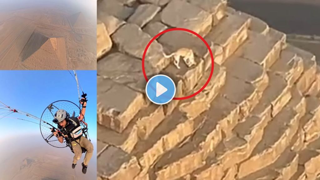 Watch Paraglider captures dog chasing birds on top of the Great Pyramid of Giza