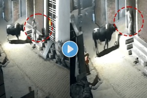 Terrifying video of a bull attacked elderly by hitting him in the air viral video