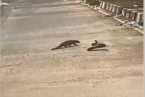 nagpur snake vs mongoose fight