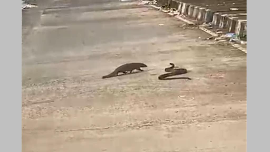 nagpur snake vs mongoose fight