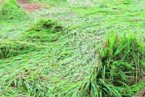 Maharashtra crops damaged