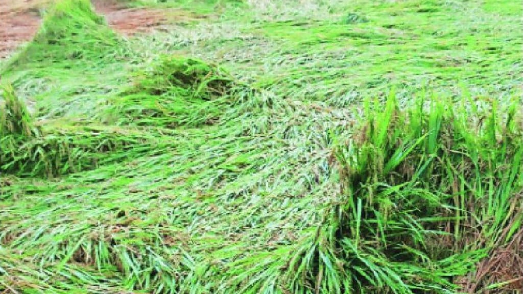 Maharashtra crops damaged