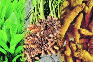 ginger turmeric