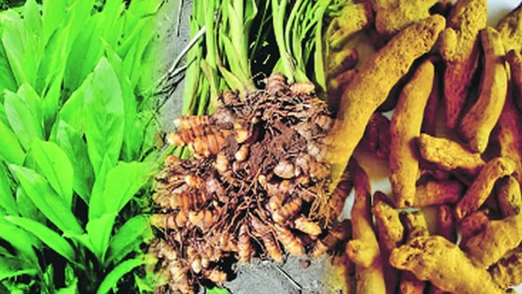 ginger turmeric