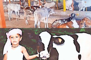 dairy farming news in marathi