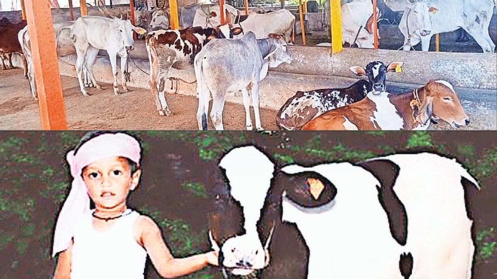 dairy farming news in marathi