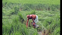 ओडिशात १.७५ लाख एकर पिकांचे नुकसान, दाना चक्रीवादळाचा परिणाम