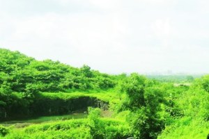 thane forest plots marathi news