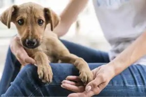 farmer beaten up due to dog