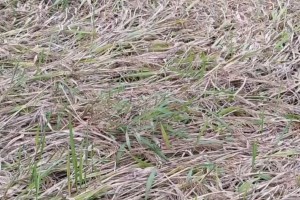 Kolhapur rain paddy crops