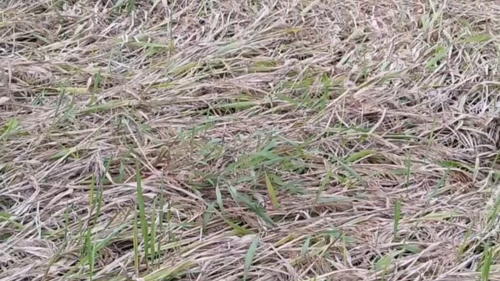 Kolhapur rain paddy crops