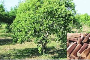 sandalwood tree stolen