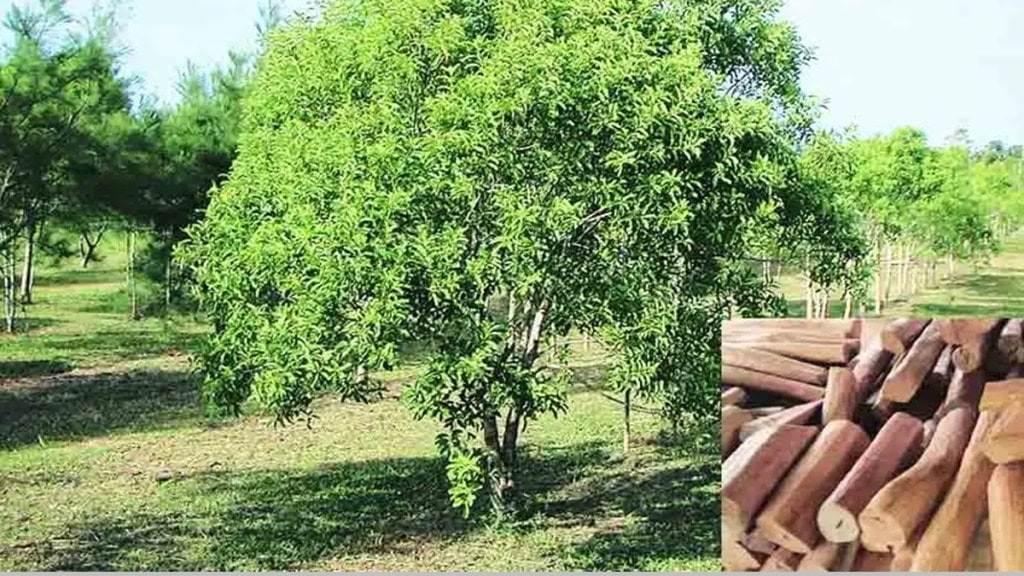 sandalwood tree stolen