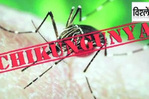 chikungunya cases surge three times more in maharashtra