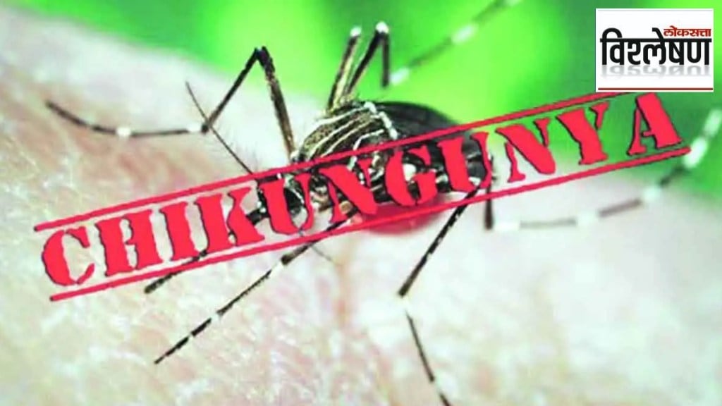 chikungunya cases surge three times more in maharashtra